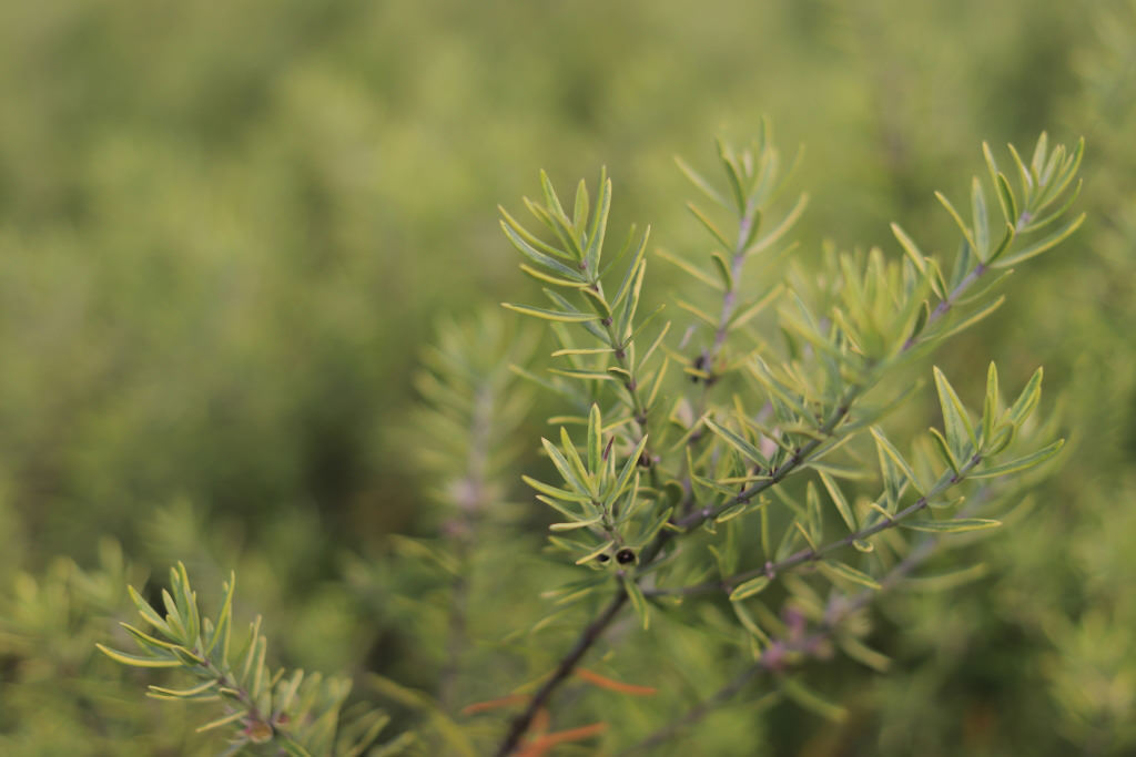 EOS 200D sample (subject detection where background and subject have same colour)