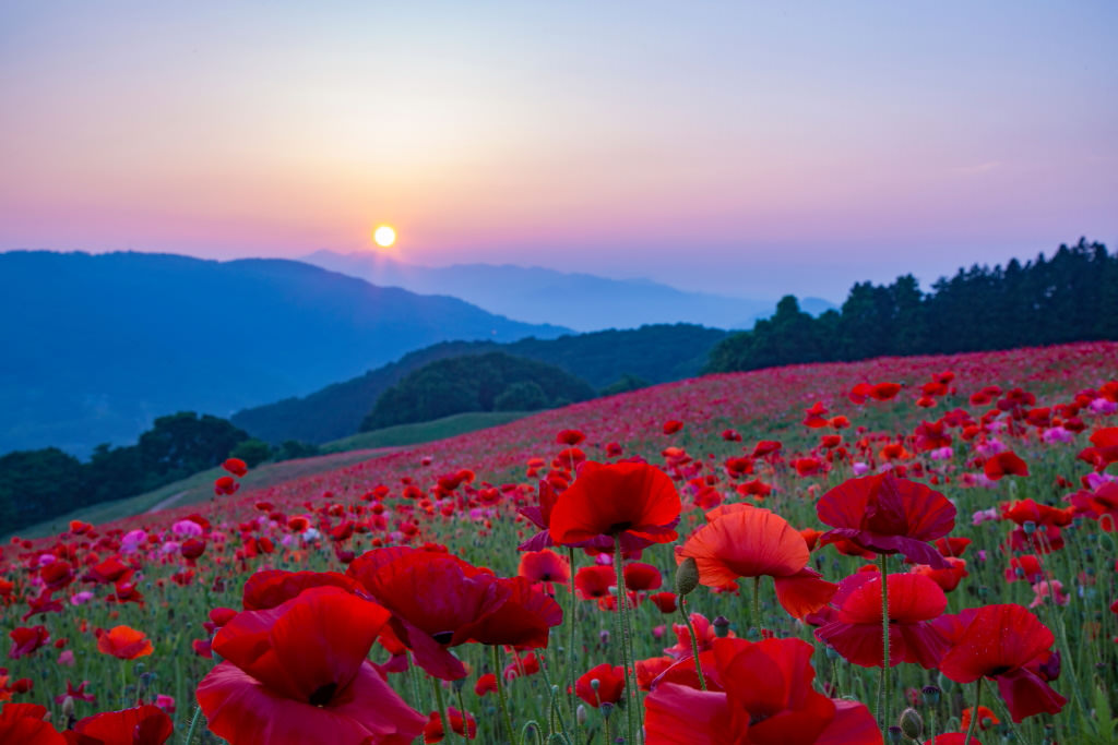 Vast field of poppy flowers in the setting sun, shot with EOS 5D Mark III