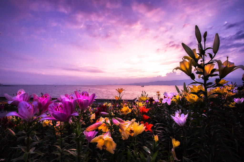 Photo of lilies in the evening, shot with EOS 6D