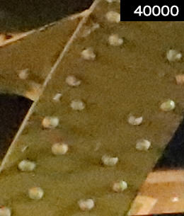 Sample images by EOS 6D Mark II at various ISO speeds