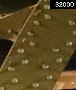 Sample images by EOS 6D Mark II at various ISO speeds