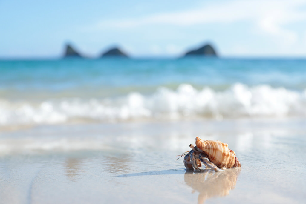 Hermit crab, Vari-angle LCD monitor example, low position, shot with the EOS 6D Mark II