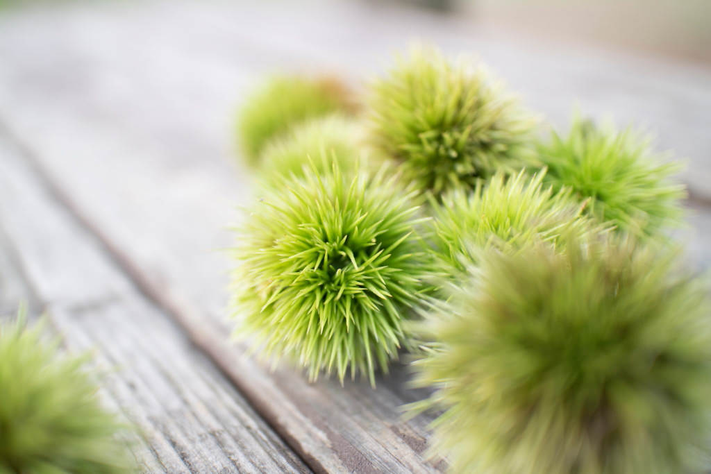 EOS M10 (bokeh comparison) – f/2