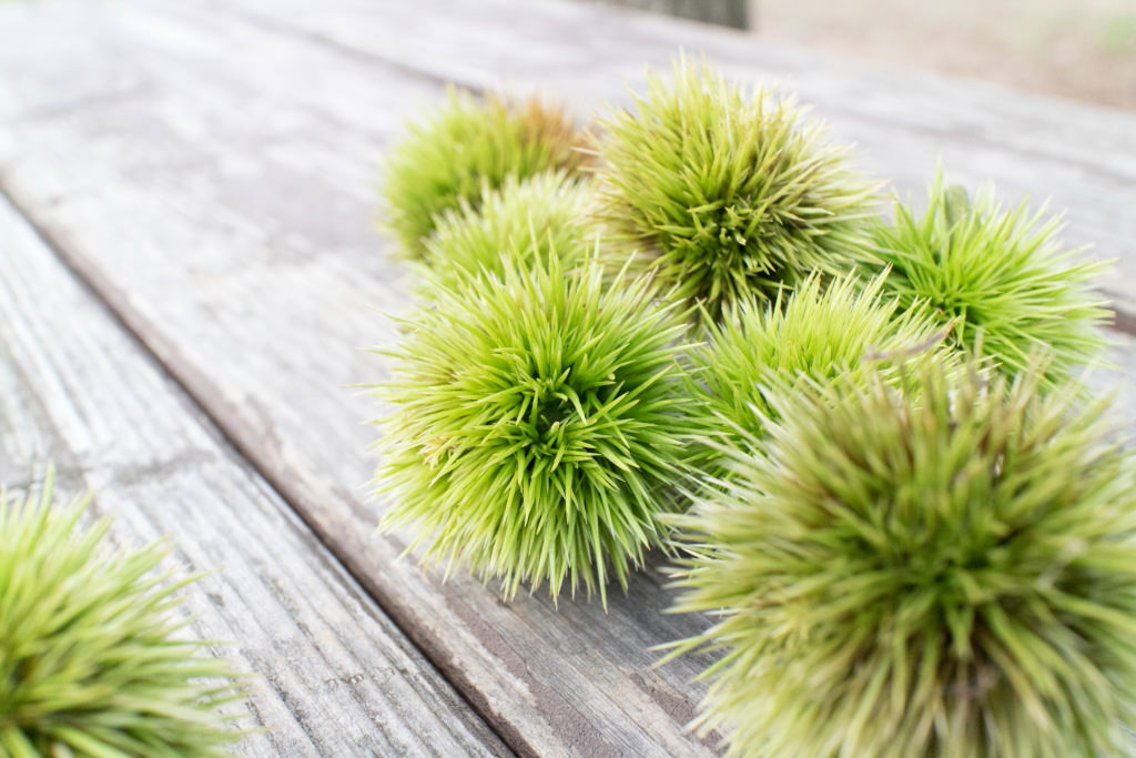 EOS M10 (bokeh comparison) – f/8