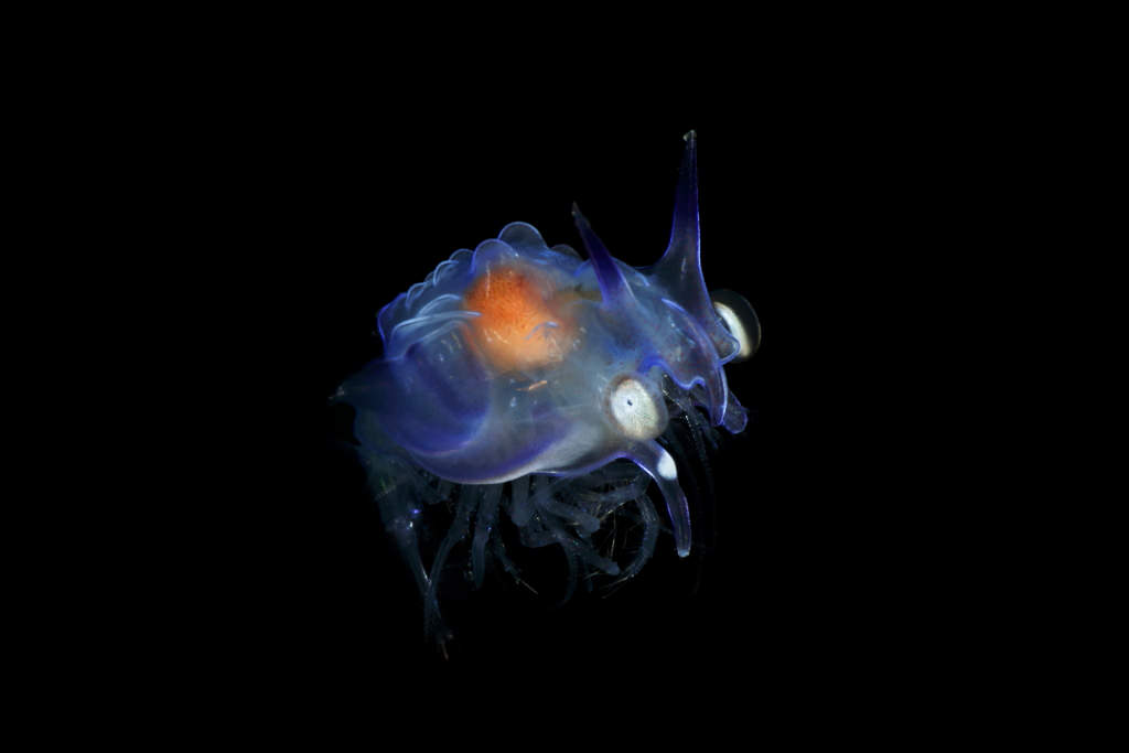 Image 2: Shrimp larvae (EOS-1D X Mark II)