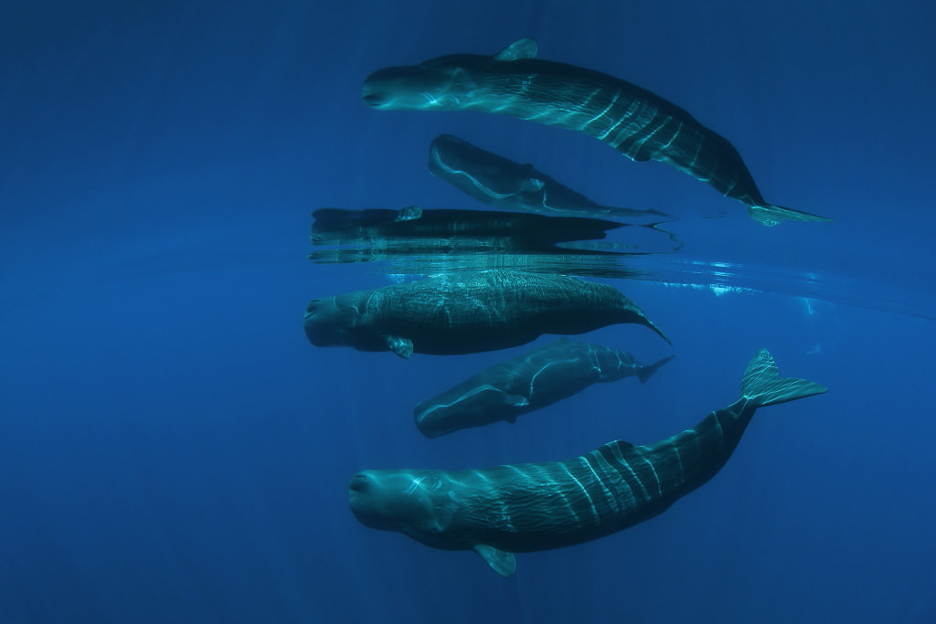 Image 1: Sperm whales (EOS-1D X Mark II)