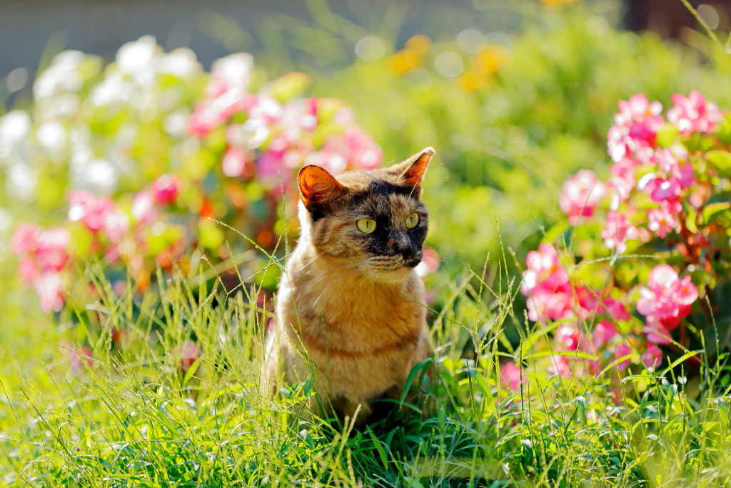 Cat with flowers, shot with the EF70-200mm f/2.8L IS II USM