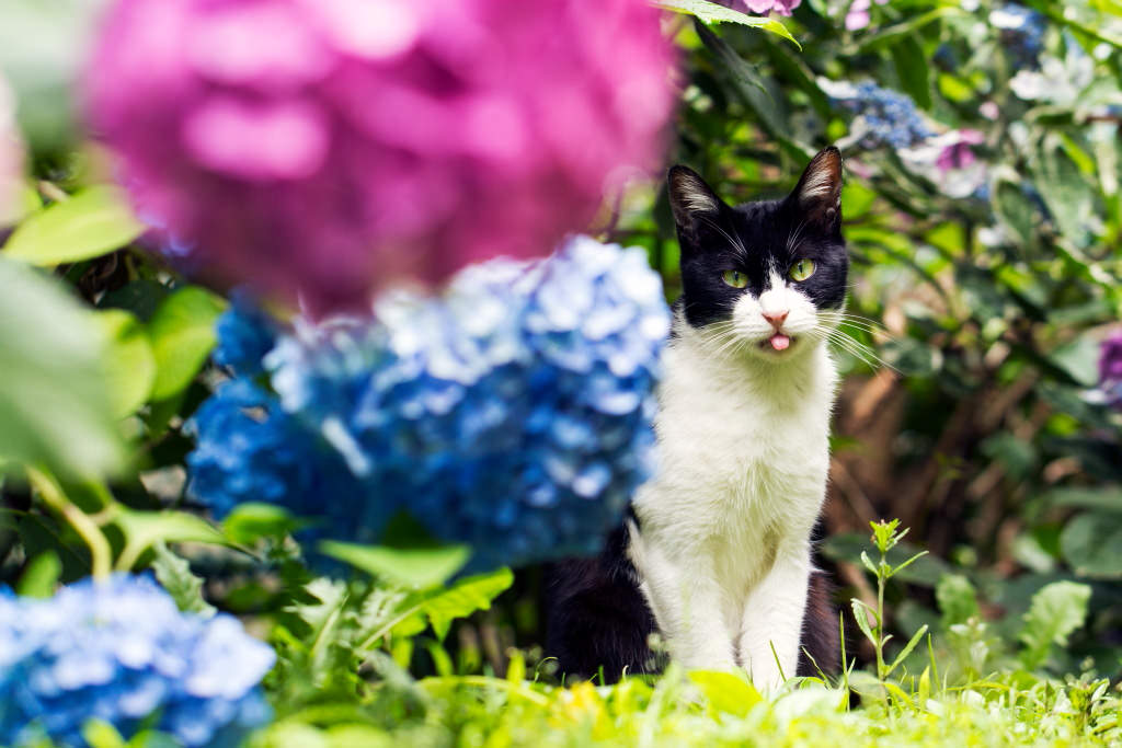 Cat with hydrangea, photographed with the EF100mm f/2.8L Macro IS USM