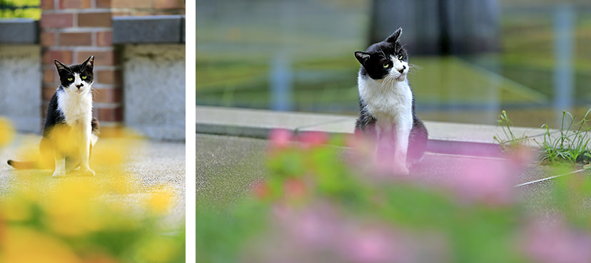 Cat photography with yellow flowers, Cat photography with pink flowers