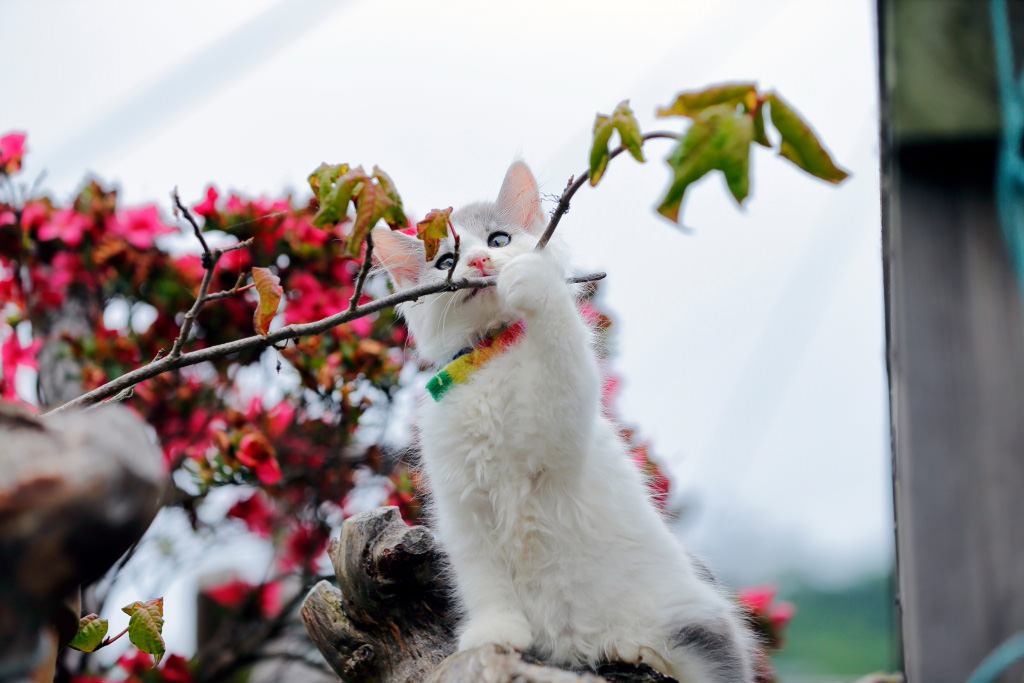 Cat climbing tree, shot with EF70-200mm f/2.8L IS II USM