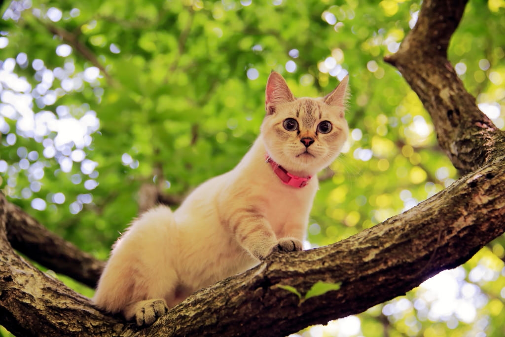 Cat in rim light effect (semi-backlighting), shot with EF70-200mm f/2.8L IS II USM