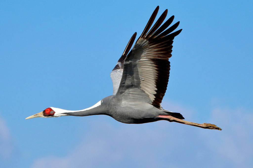 Photograph of wild bird, shot with EF70-300mm f/4-5.6 IS II USM