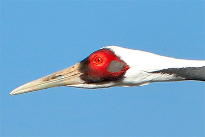 Enlarged image of white-naped crane, shot with the EF70-300mm f/4-5.6 IS II USM 