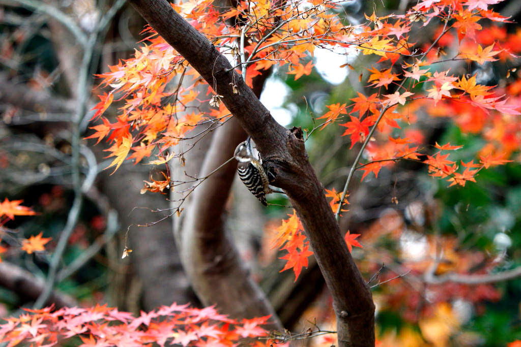 Lovely high-contrast bird photography with EF70-300mm f/4-5.6 IS II USM