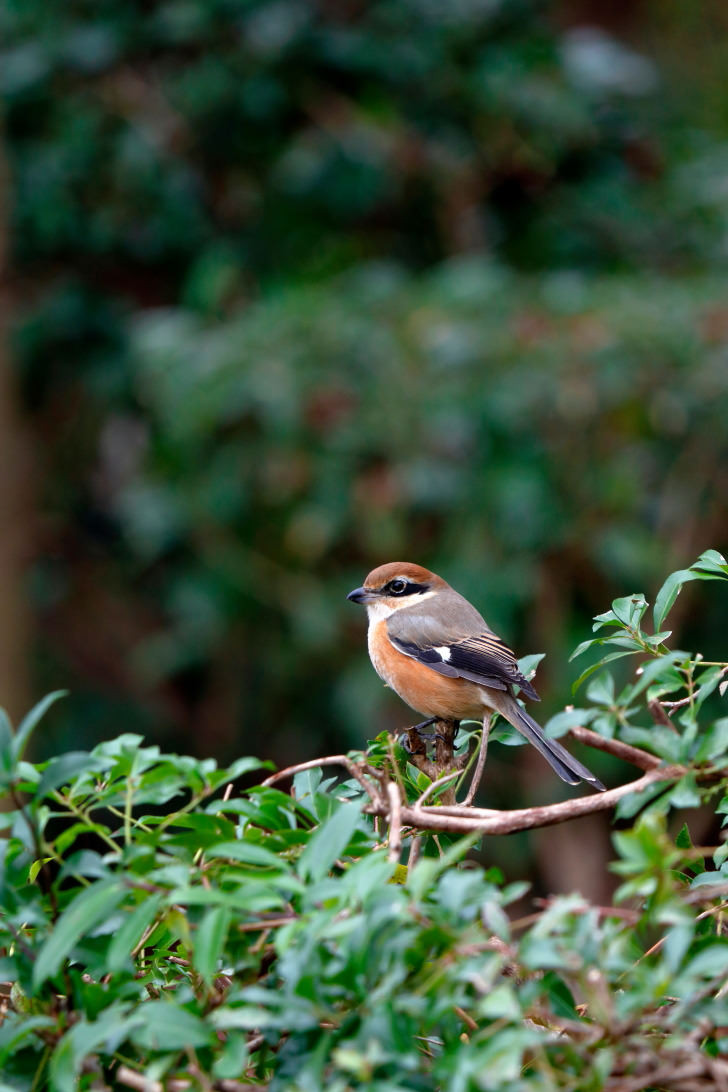 Amazing IS at telephoto end in low light with EF70-300mm f/4-5.6 IS II USM