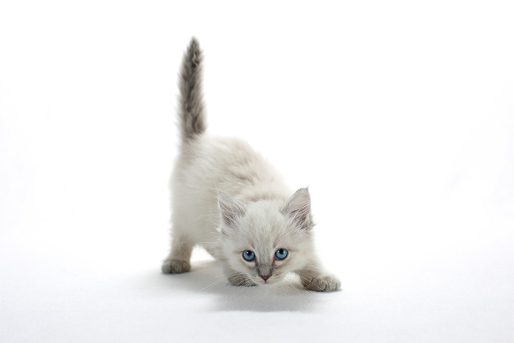 Bright-eyed kitten, shot with EF50mm f/1.4 USM