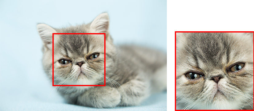 Example of matted fur around the eyes