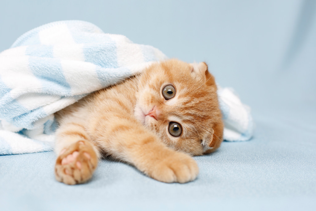 Bright eyed kitten hiding in a towel. 