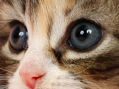 Kitten eyes with catchlights (umbrella only) 