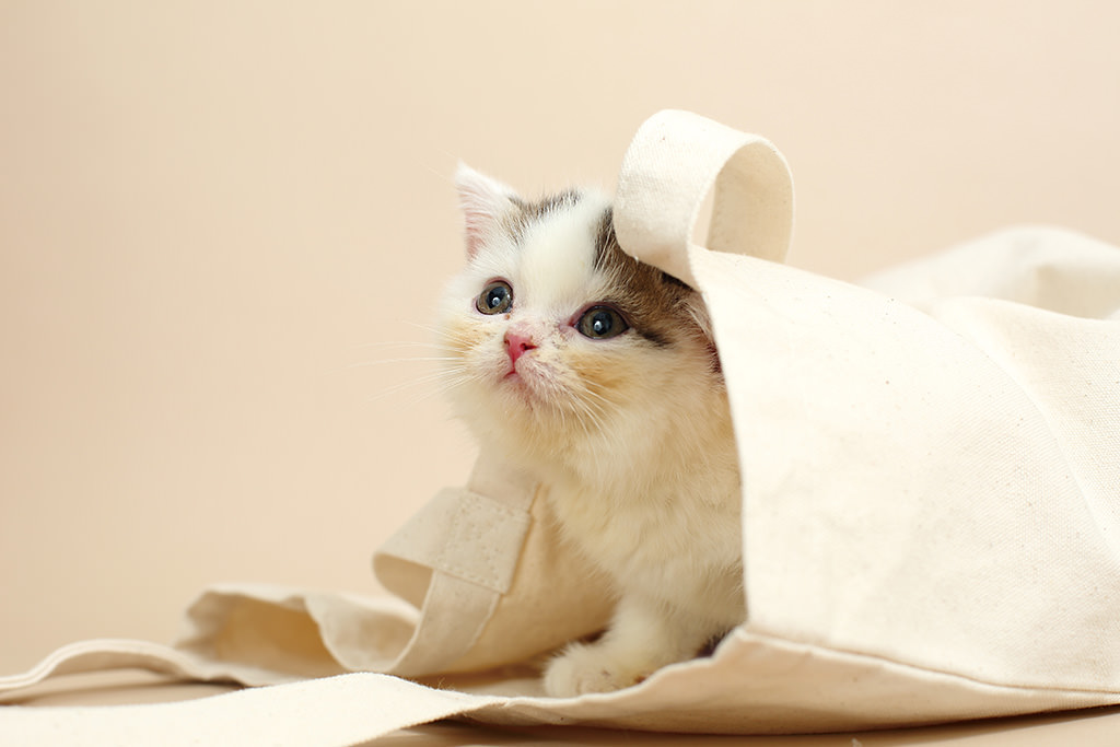 Bright-eyed kitten in a bag, shot with EF50mm f/1.4 USM