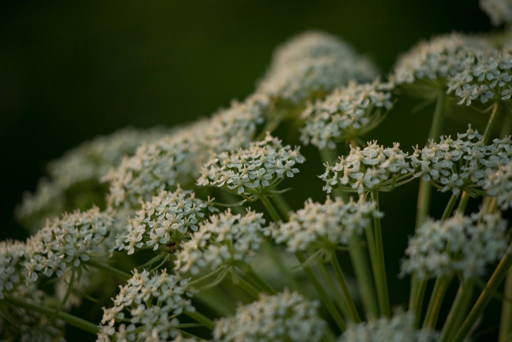 EF70-300mm f/4-5.6 IS II USM (close-up at 300mm)
