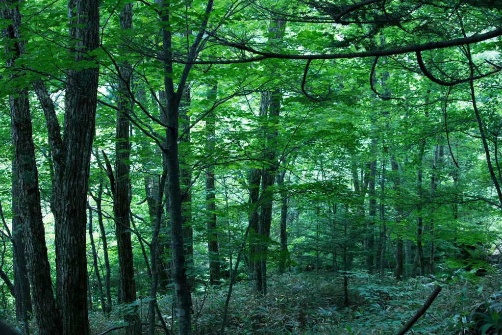 EF70-300mm f/4-5.6 IS II USM (handheld at 70mm)