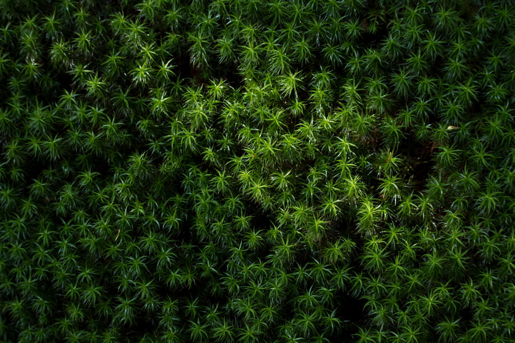 Shot at 1.2m minimum shooting distance 