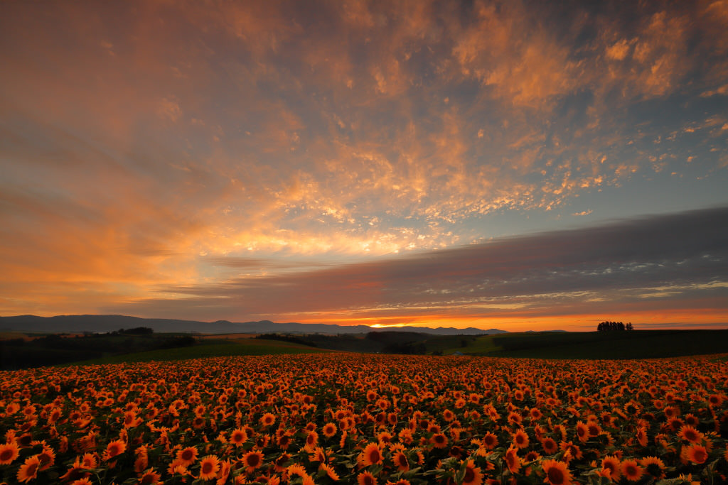Sunset and sunflowers, shot with EOS 6D Mark II