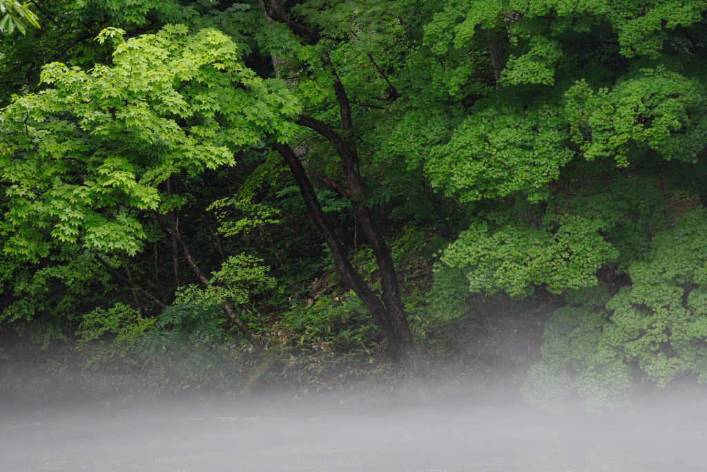 Foggy forest, shot with EOS 6D Mark II