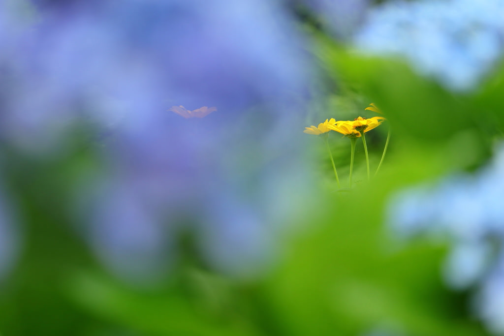 Coneflowers and vibrant colours, shot with the EOS 200D