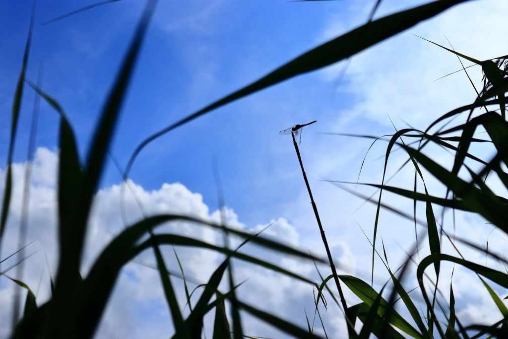 Dragonfly silhouette with sky in the background