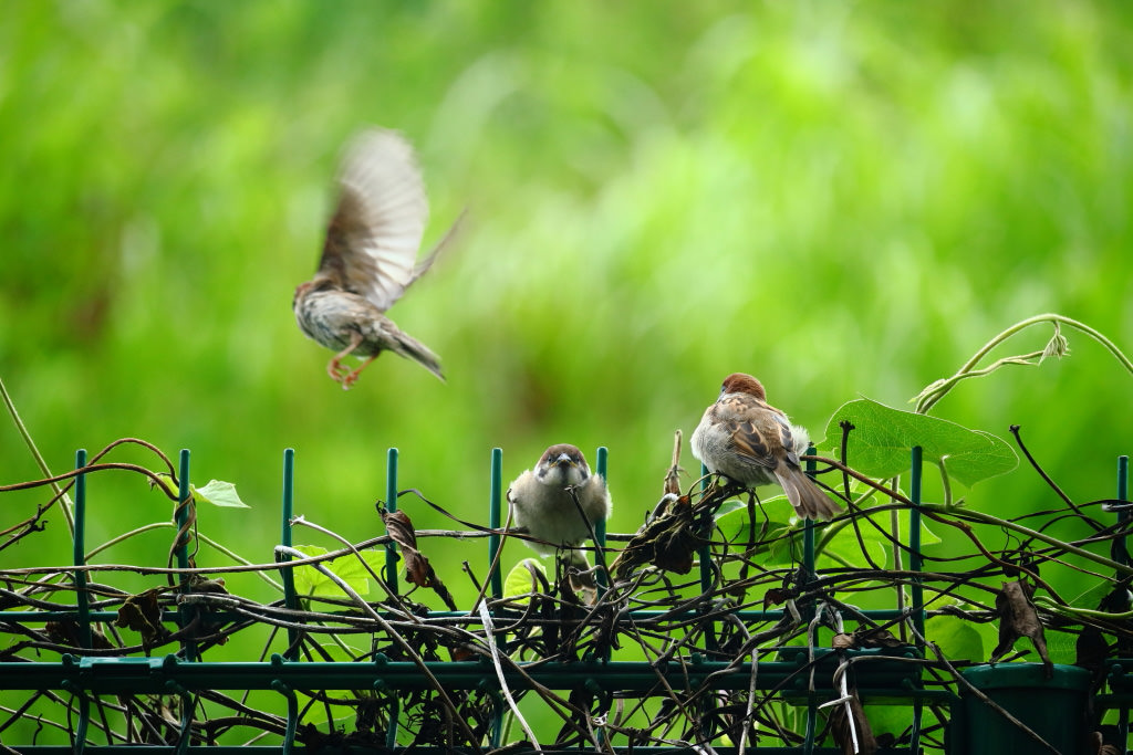 Telephoto shot of mother sparrow and baby sparrows, shot with EOS 200D and EF-S55-250mm f/4-5.6 IS STM lens