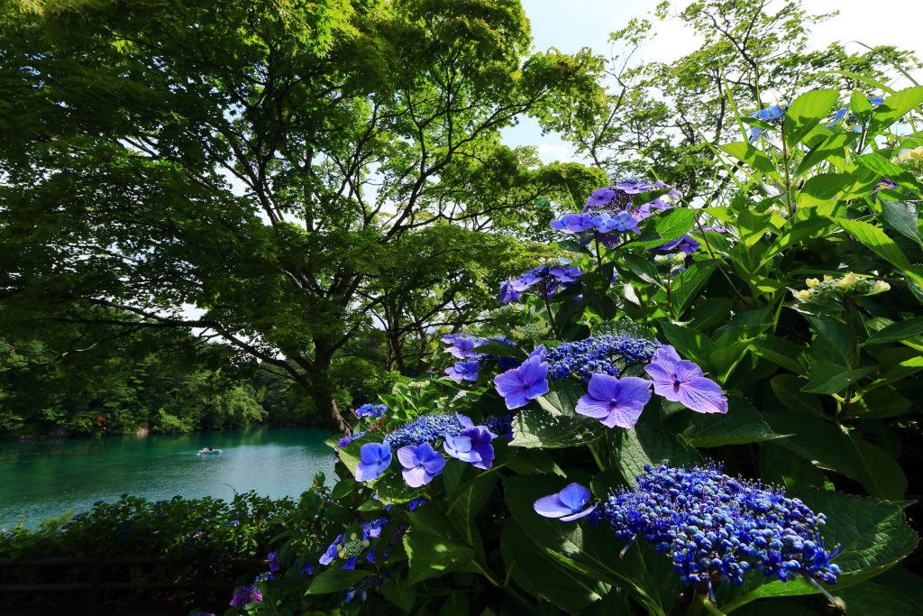 Ultra-wide angle shot of hydrangeas. EOS 200D with EF-S10-18mm f/4.5-5.6 IS STM