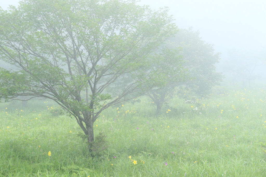 Field in the fog, details captured with the 24.2-megapixel sensor