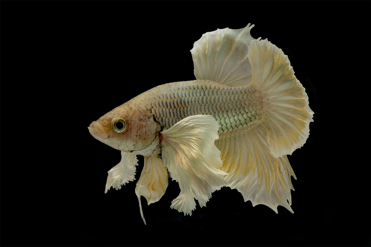 betta fish photography with canon eos 60d