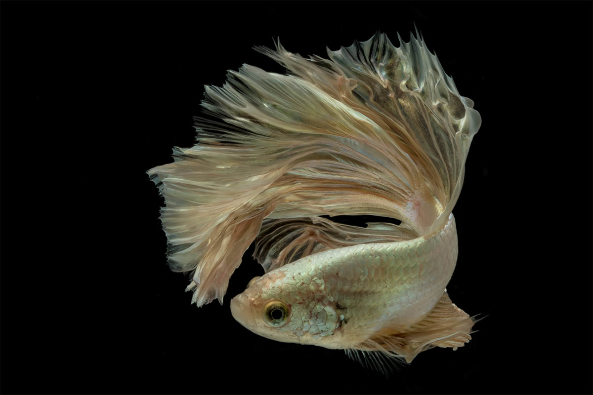 betta fish photography with canon eos 60d