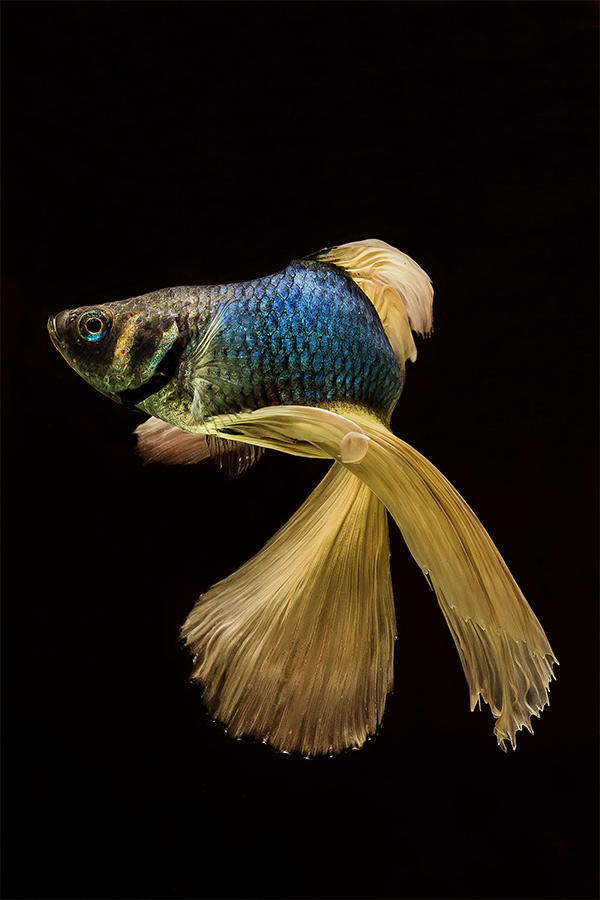 betta fish photography with canon eos 60d
