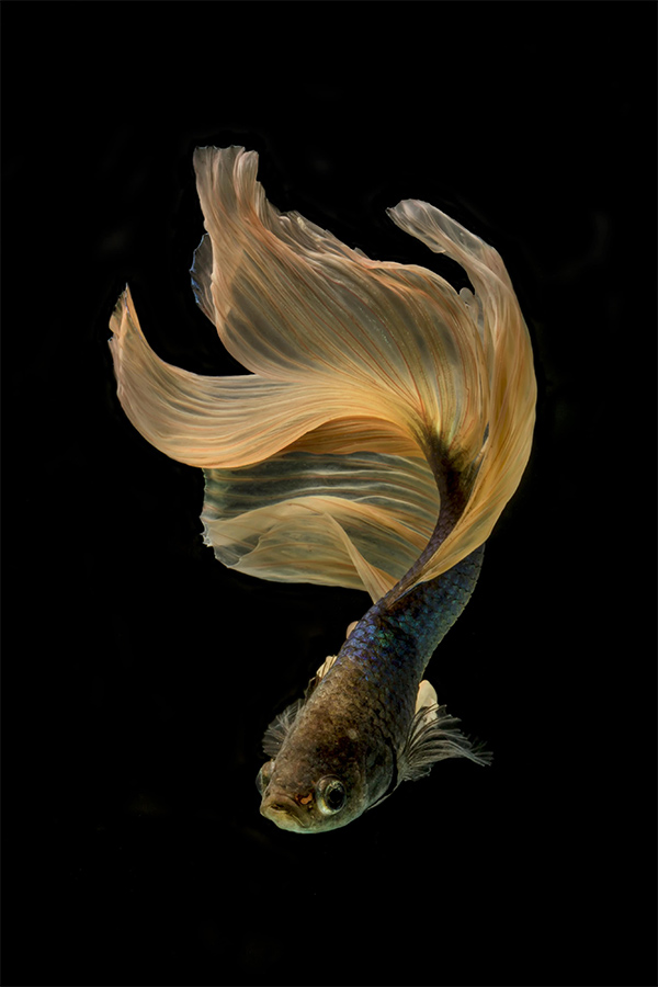 betta fish photography with canon eos60d