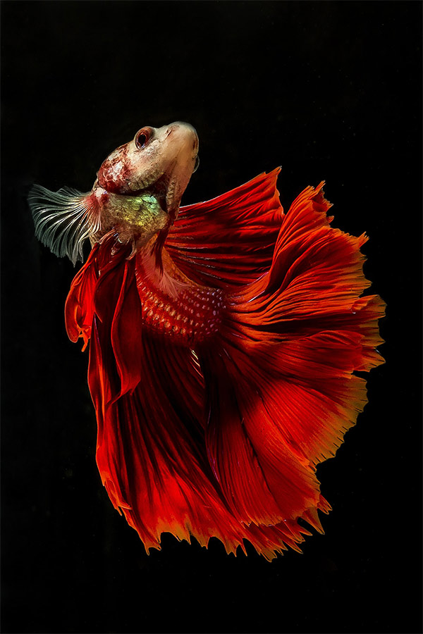 betta fish photography with canon eos 60d