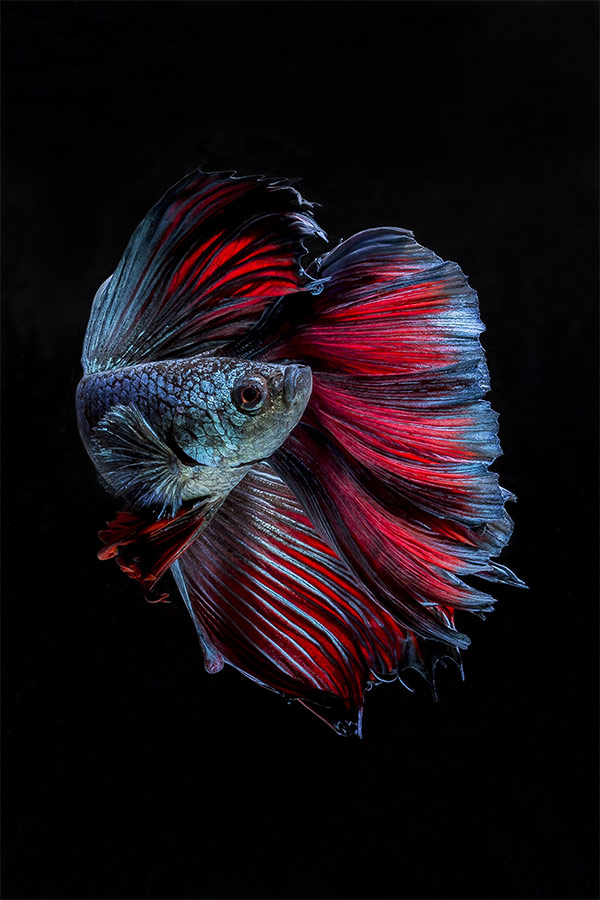 betta fish photography with canon eos 60d