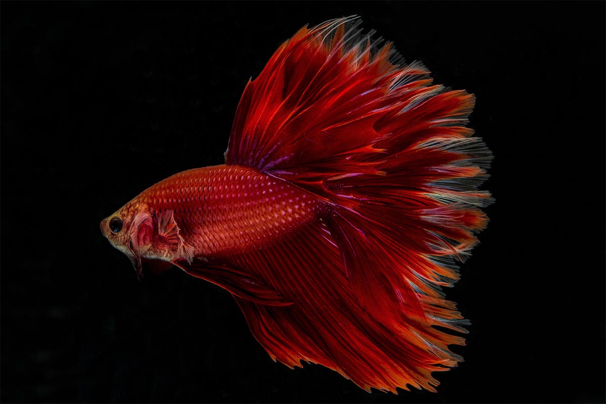 betta fish photography with canon eos 60d