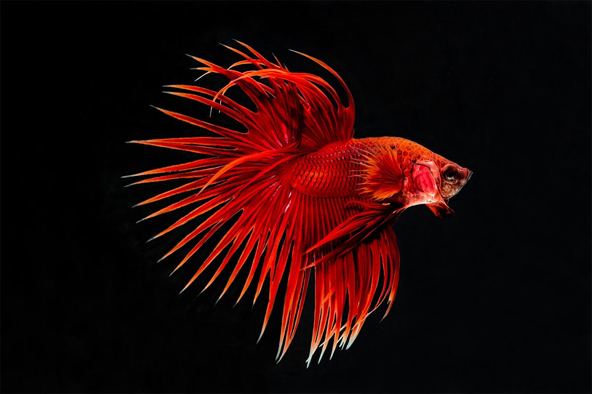 canon eos 60d betta fish photography