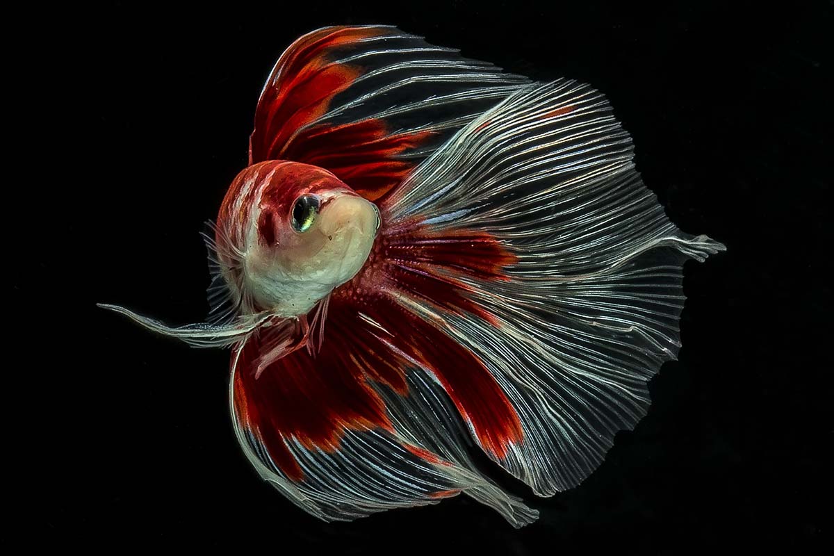 betta fish photography with canon eos 60d