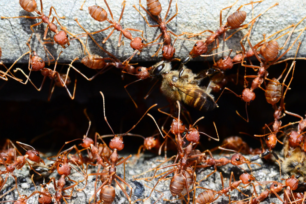 Celebration, Open, 2nd prize