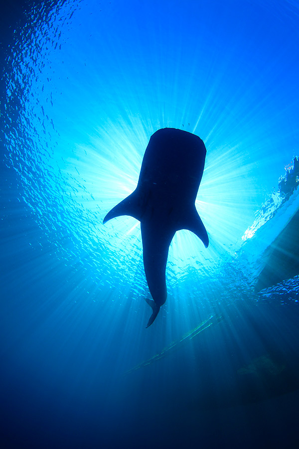 underwater photography destination indonesia