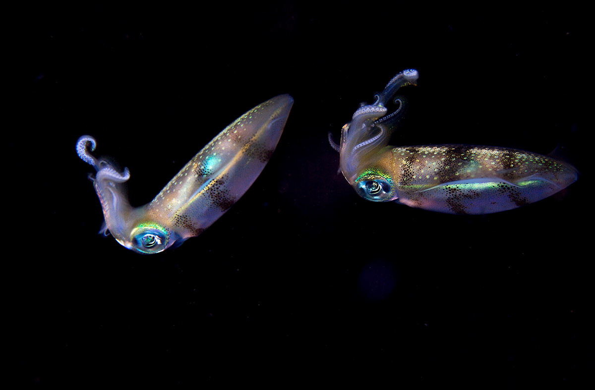 underwater photography destination in indonesia