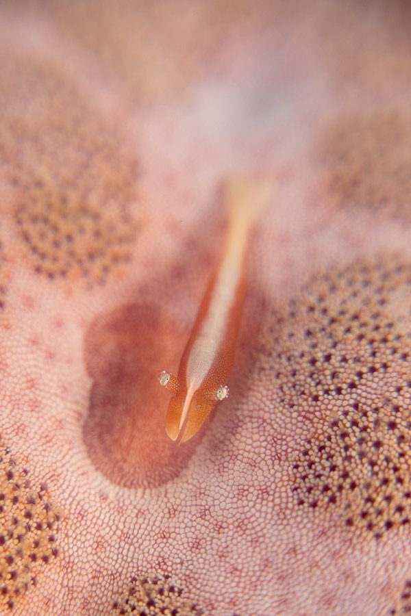 underwater destination indonesia with canon eos 5d mark iii