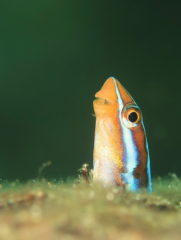 underwater photography in indonesia diving