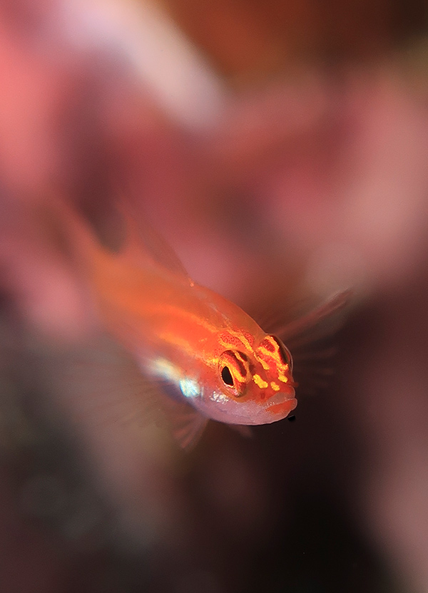 underwater destination in indonesia with canon