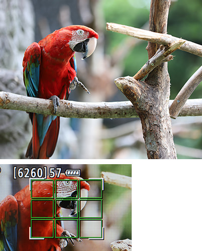 Red Macaw, Red Macaw AF
